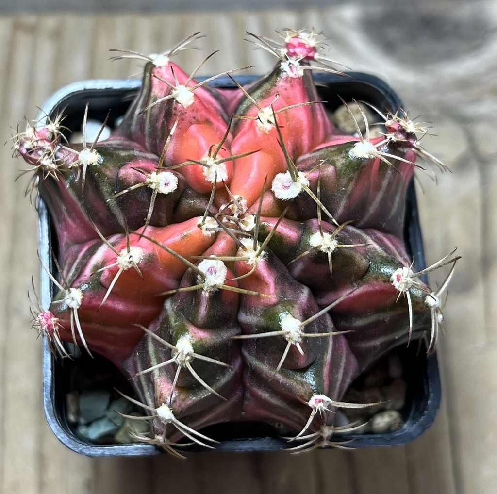 SHPR22032 Gymnocalycium friedrichii f. variegata, seedling - Imagen 2