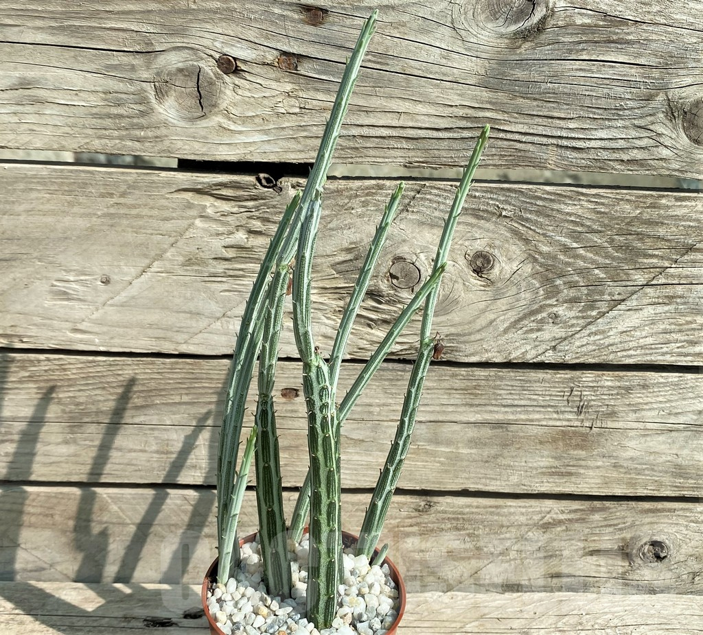 SL31295 Senecio stapeliiformis - Image 2