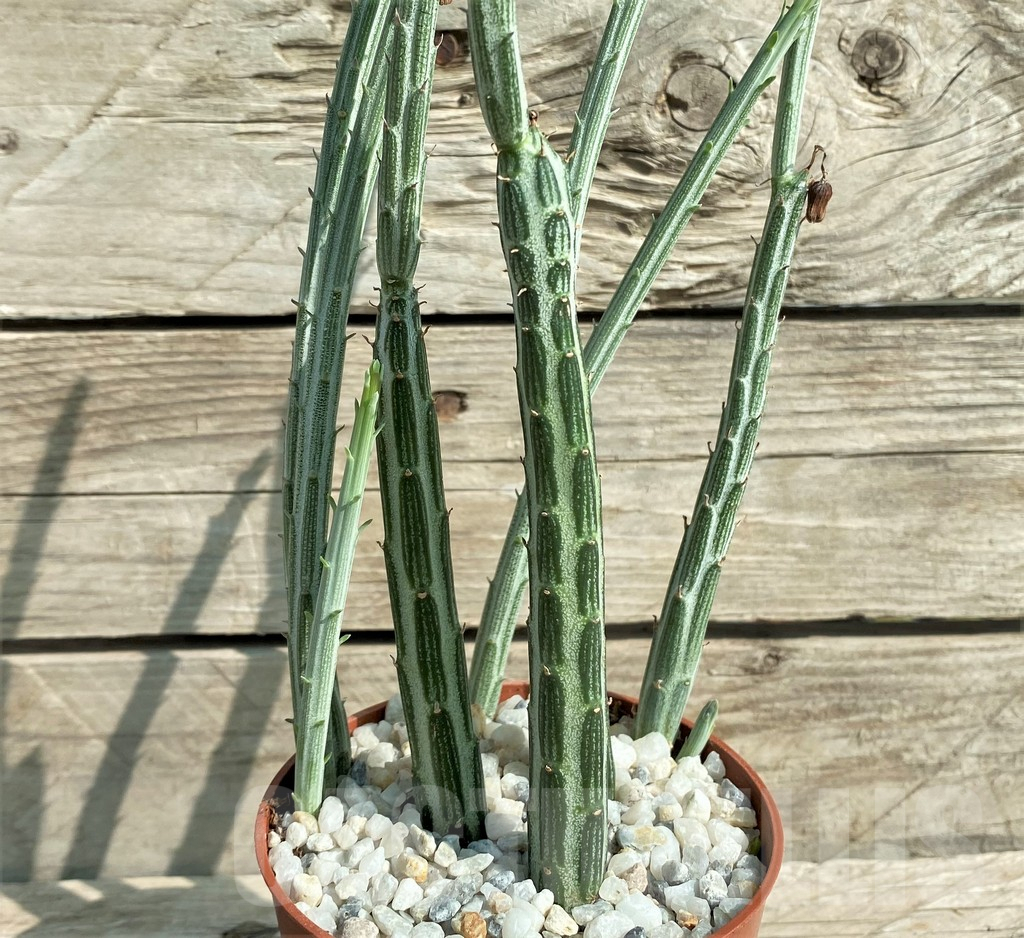 SL31295 Senecio stapeliiformis