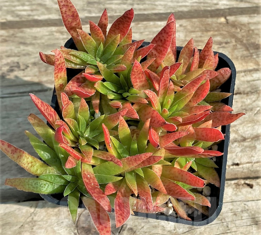 SHPR31296 Crassula rubicunda - Image 2