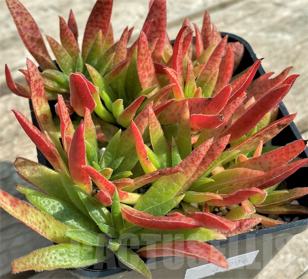 SHPR31296 Crassula rubicunda