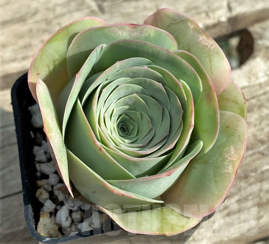 SHPR31297 Greenovia 'Wine Glass' - Image 2