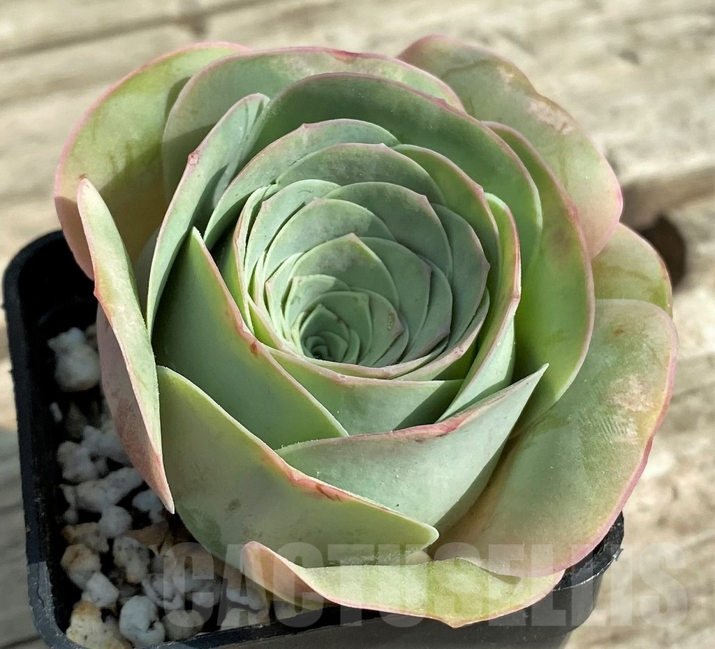 SHPR31297 Greenovia 'Wine Glass'