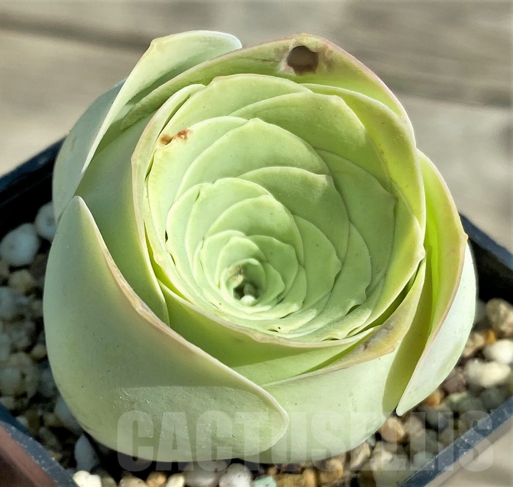 SHPR31298 Greenovia 'Wine Glass'