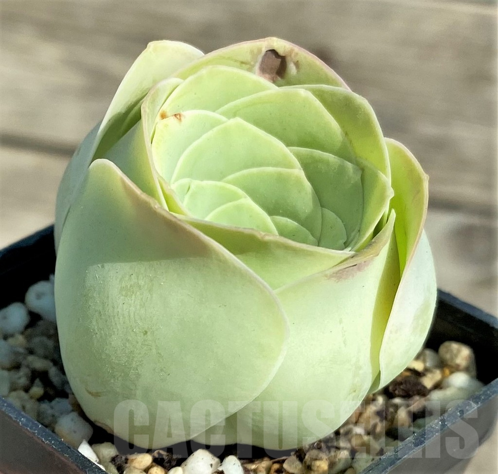 SHPR31298 Greenovia 'Wine Glass' – Bild 2