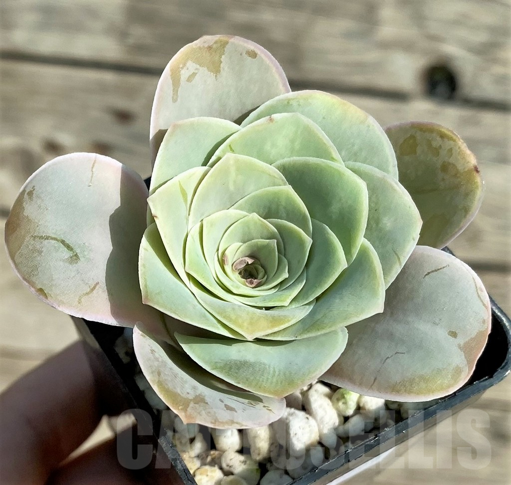 SHPR31299 Greenovia 'Wine Glass'