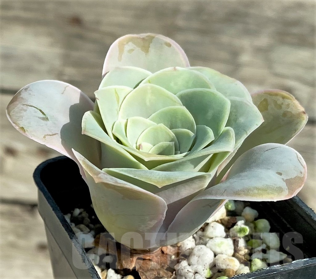 SHPR31299 Greenovia 'Wine Glass' – Image 2