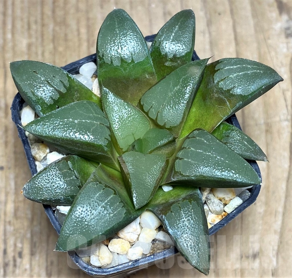 SHPR23262 Haworthia bayeri - Obrázek 2