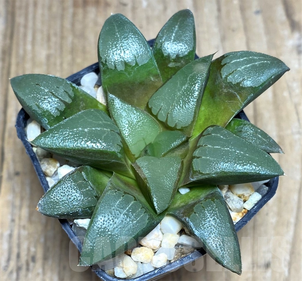SHPR23262 Haworthia bayeri