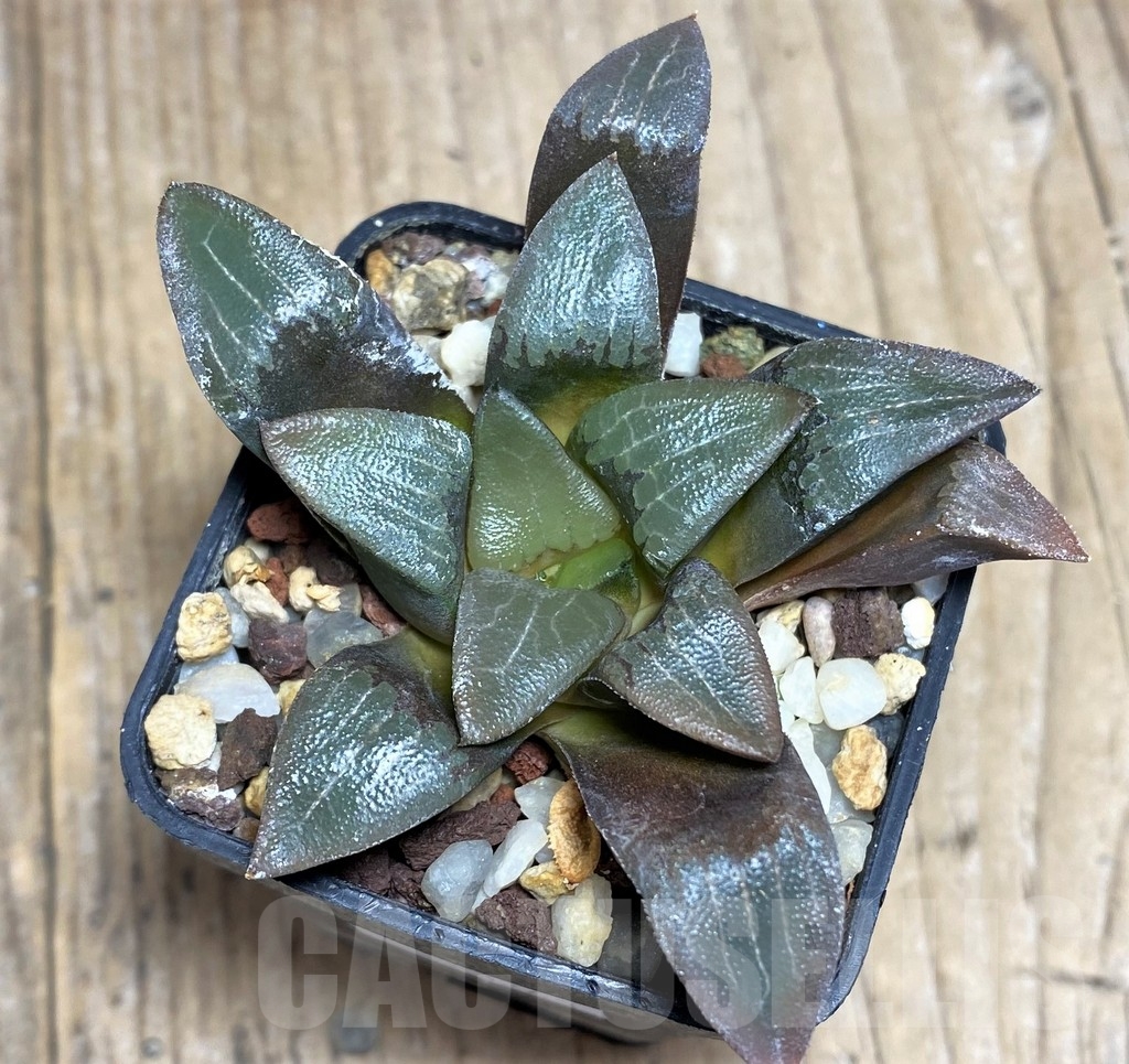 SHPR23263 Haworthia bayeri - Obrázek 2