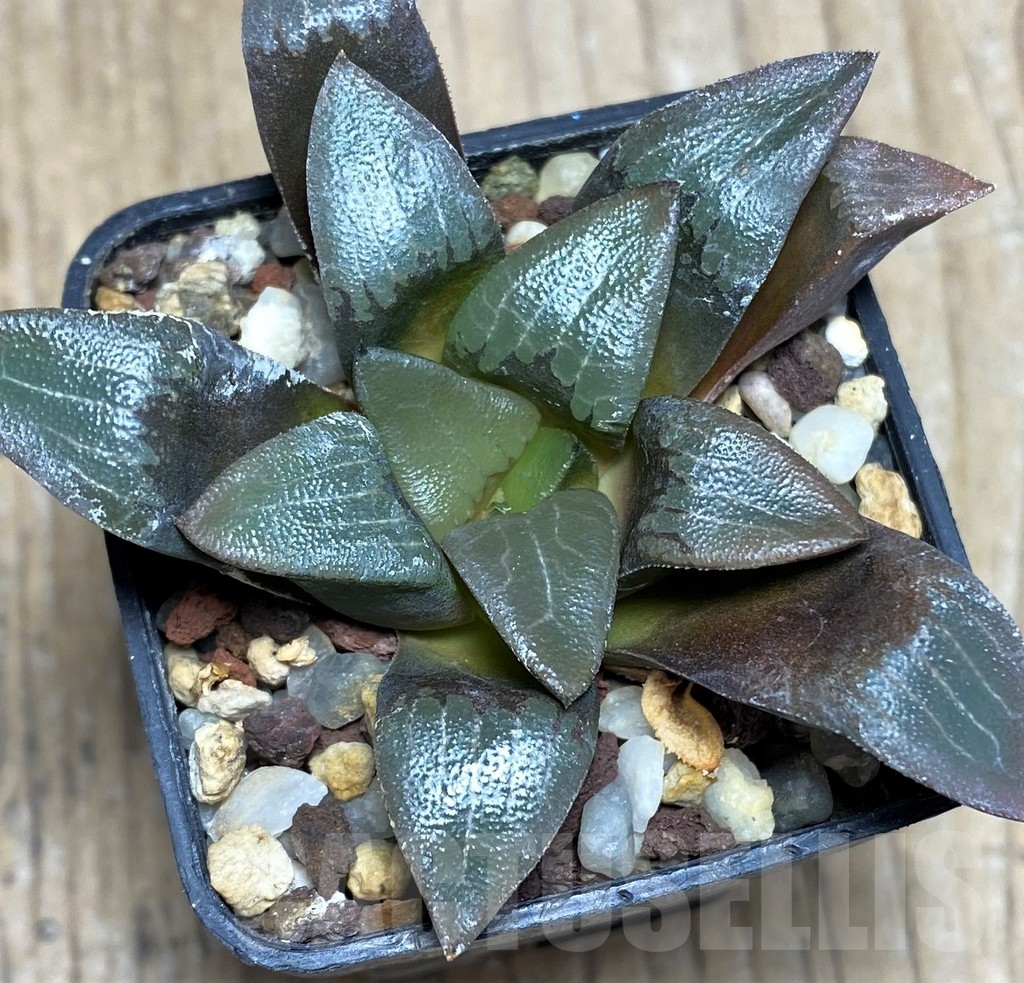 SHPR23263 Haworthia bayeri