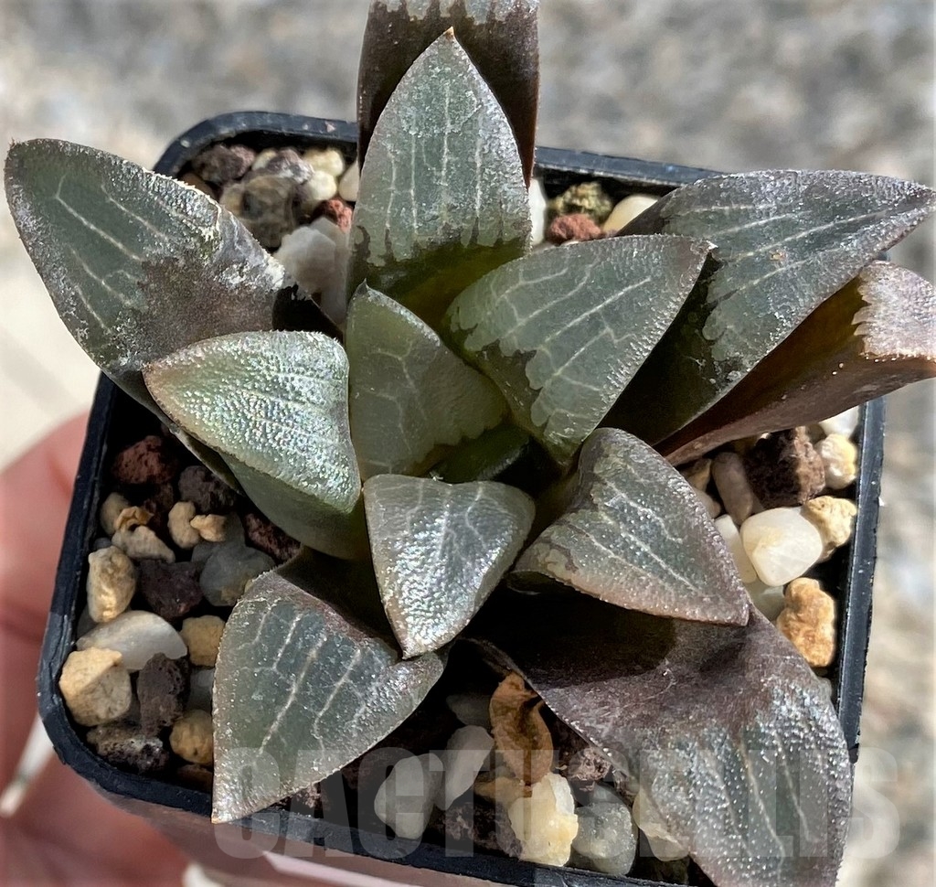 SHPR23263 Haworthia bayeri - Obrázek 3