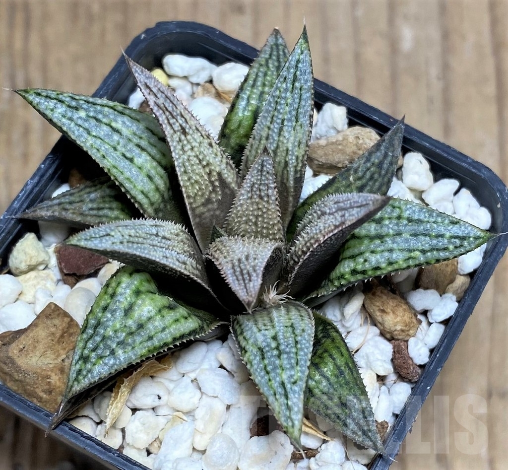SHPR23264 Haworthia magnifica v. splendens hybrid - immagine 2