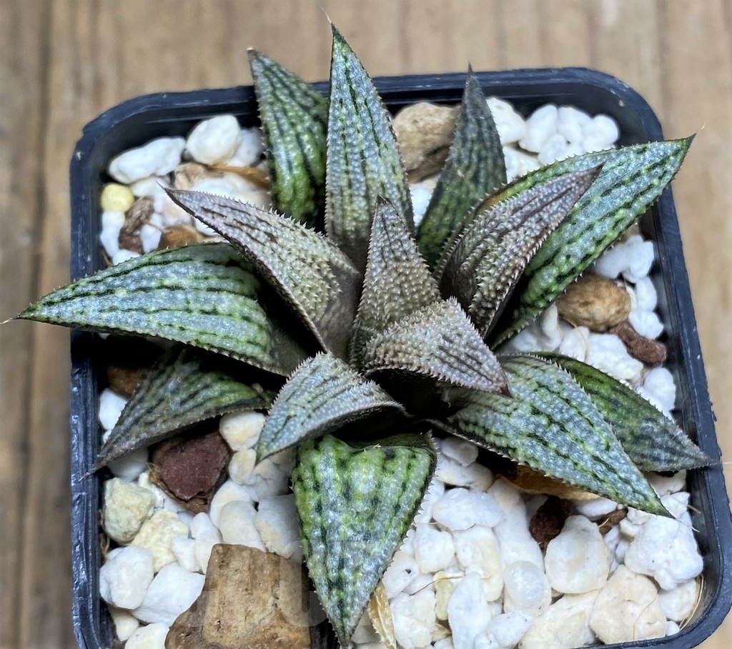 SHPR23264 Haworthia magnifica v. splendens hybrid