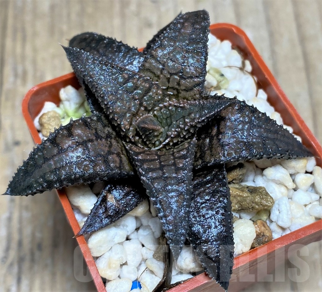 SHPR23266 Haworthia tessellata x koelmaniorum