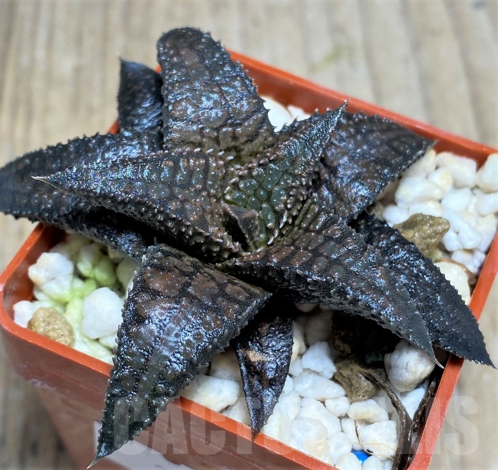 SHPR23266 Haworthia tessellata x koelmaniorum – Bild 2