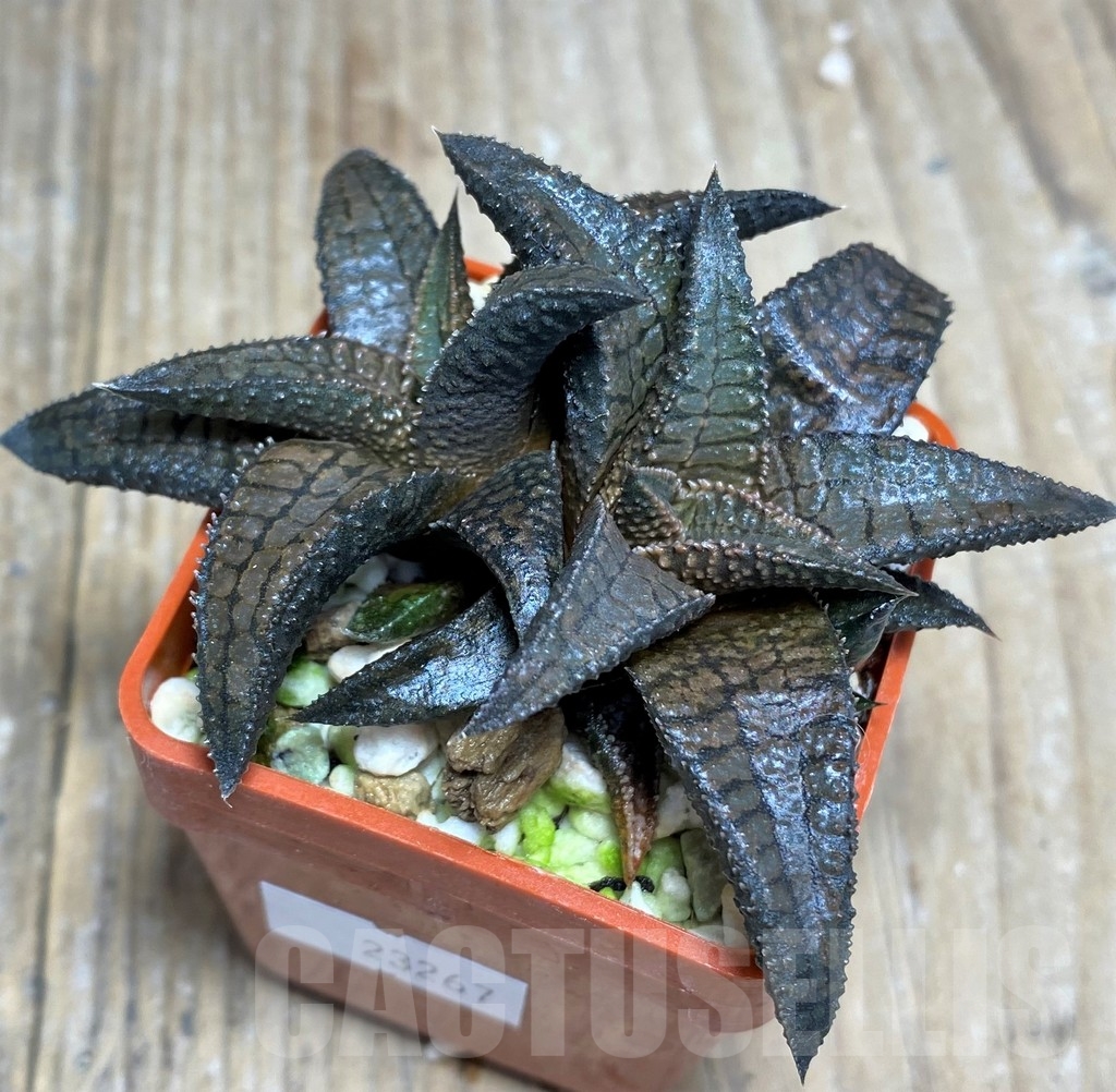 SHPR23267 Haworthia tessellata x koelmaniorum – Bild 2