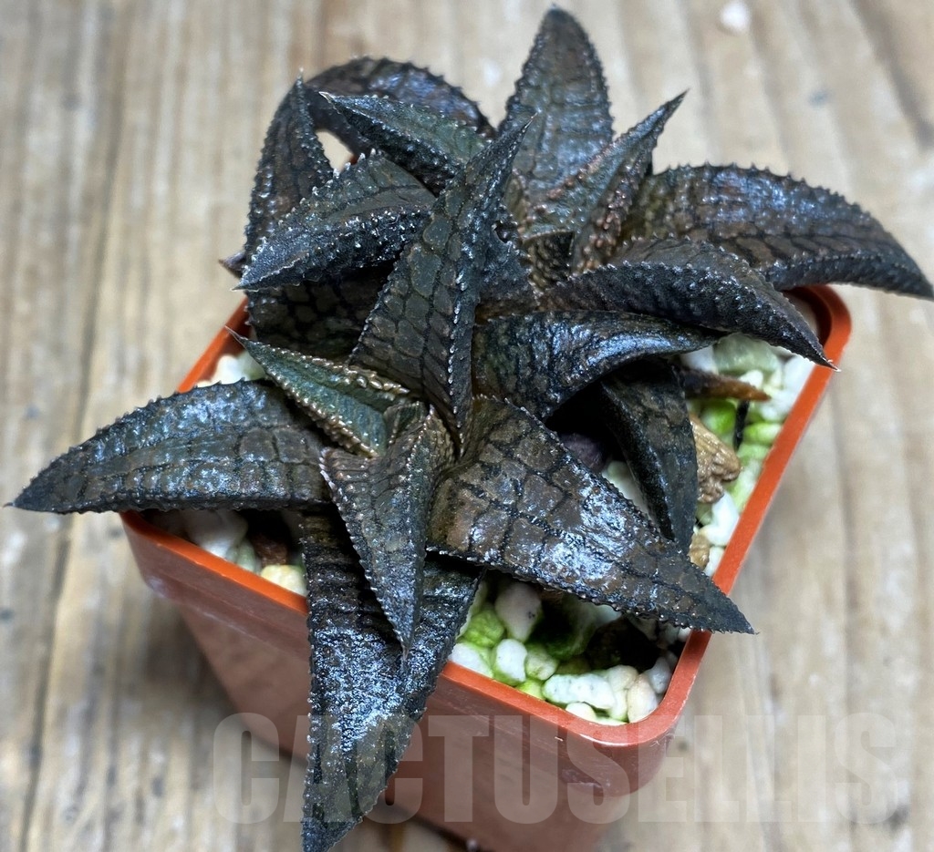 SHPR23267 Haworthia tessellata x koelmaniorum