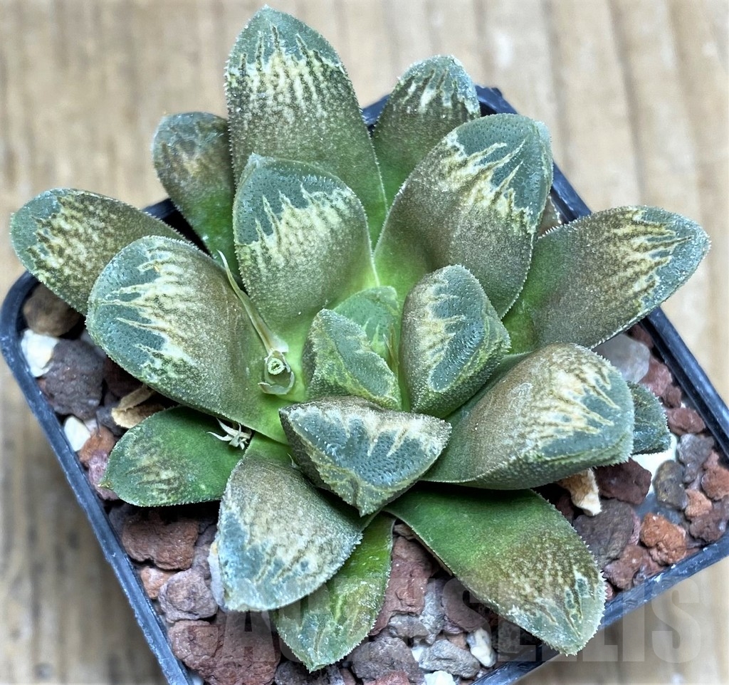 SHPR23288 Haworthia maughanii x cooperi v. venusta