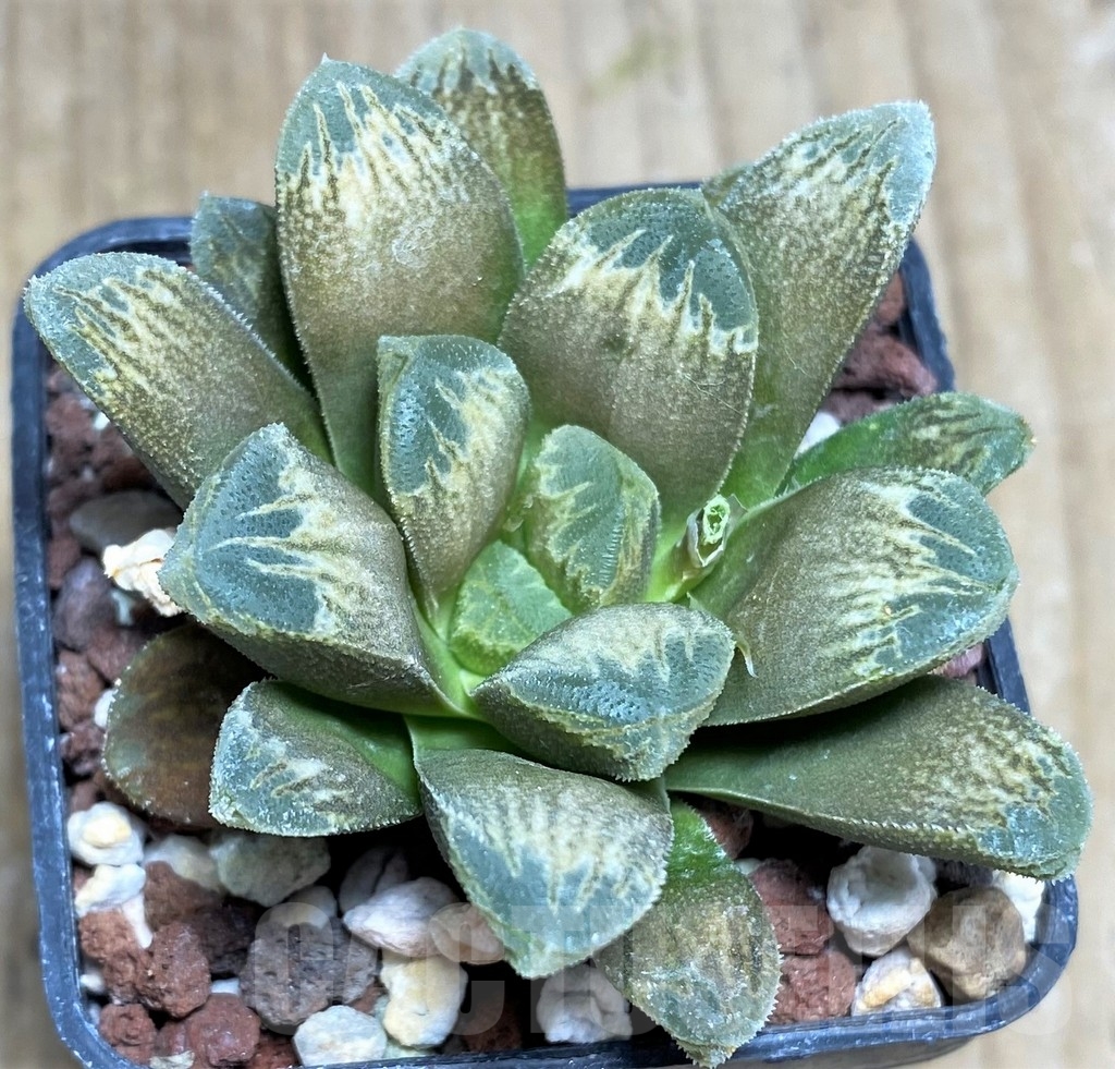 SHPR23288 Haworthia maughanii x cooperi v. venusta - Image 2