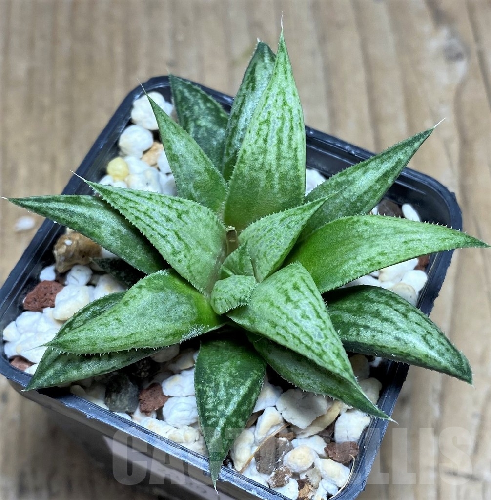 SHPR23291 Haworthia 'Metallica'