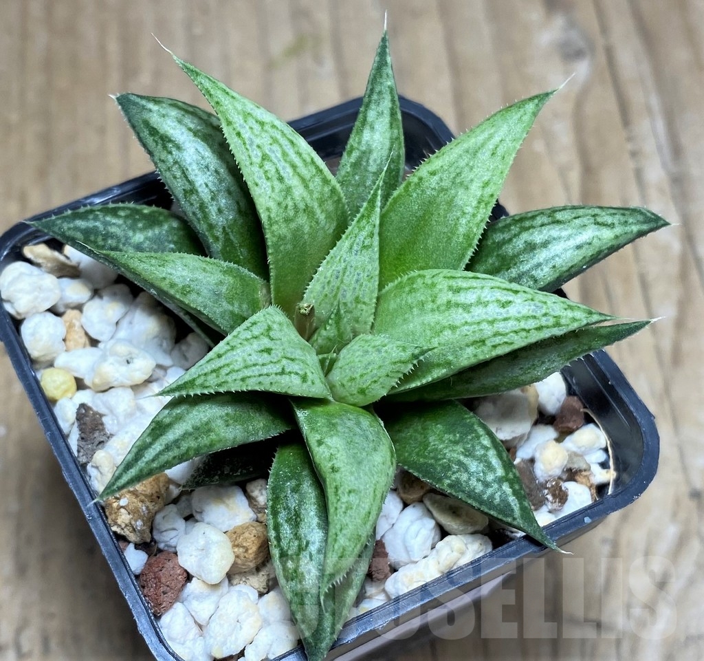 SHPR23291 Haworthia 'Metallica' - Image 2