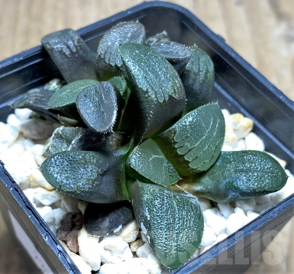 SHPR23293 Haworthia bayeri