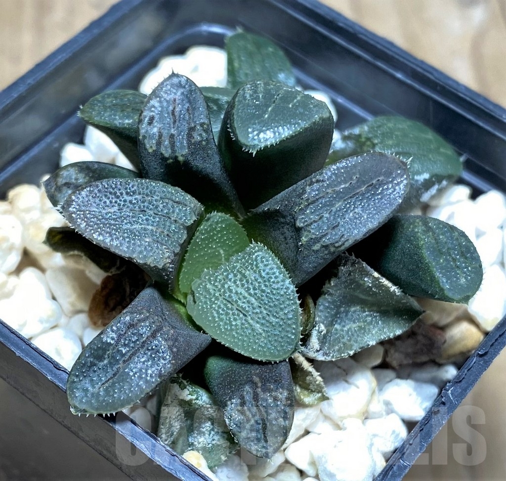 SHPR23293 Haworthia bayeri - Image 2