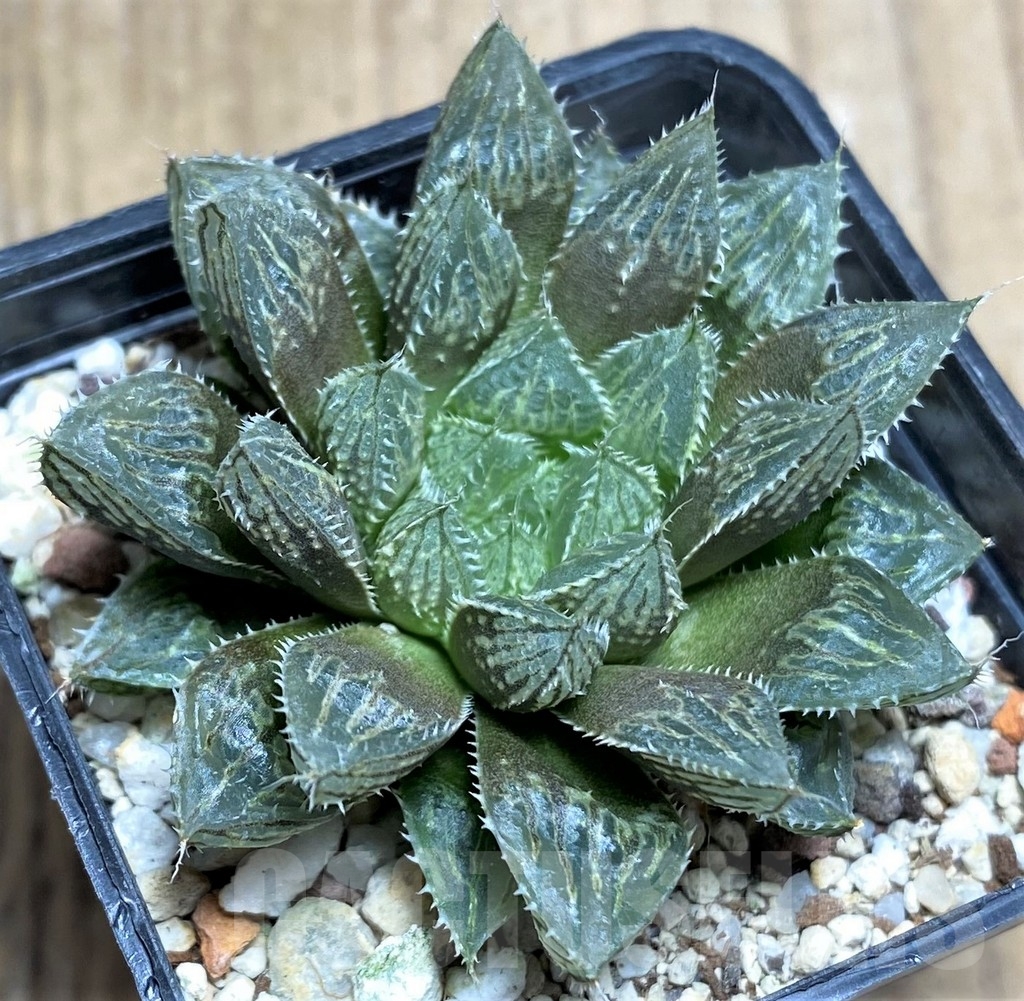 SHPR23295 Haworthia 'Mirror ball' - Image 2