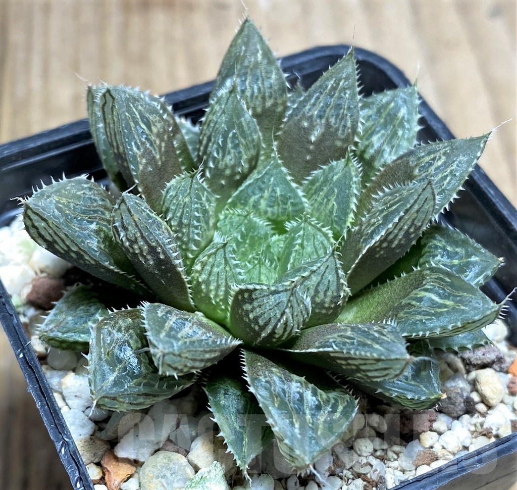 SHPR23295 Haworthia 'Mirror ball'