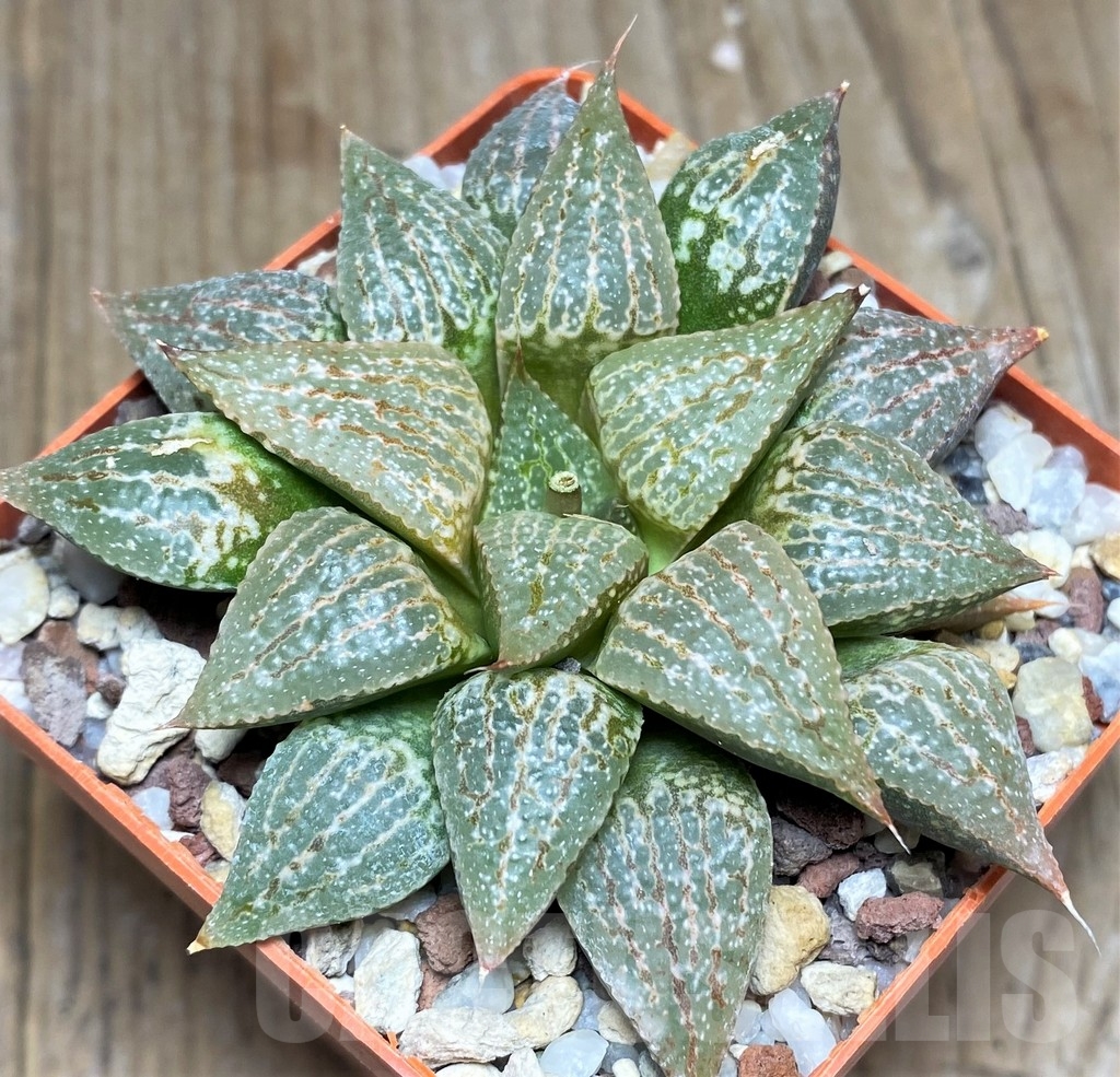 SHPR23302 Haworthia picta REB 1416