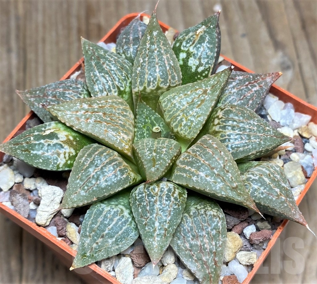 SHPR23302 Haworthia picta REB 1416 - Image 2