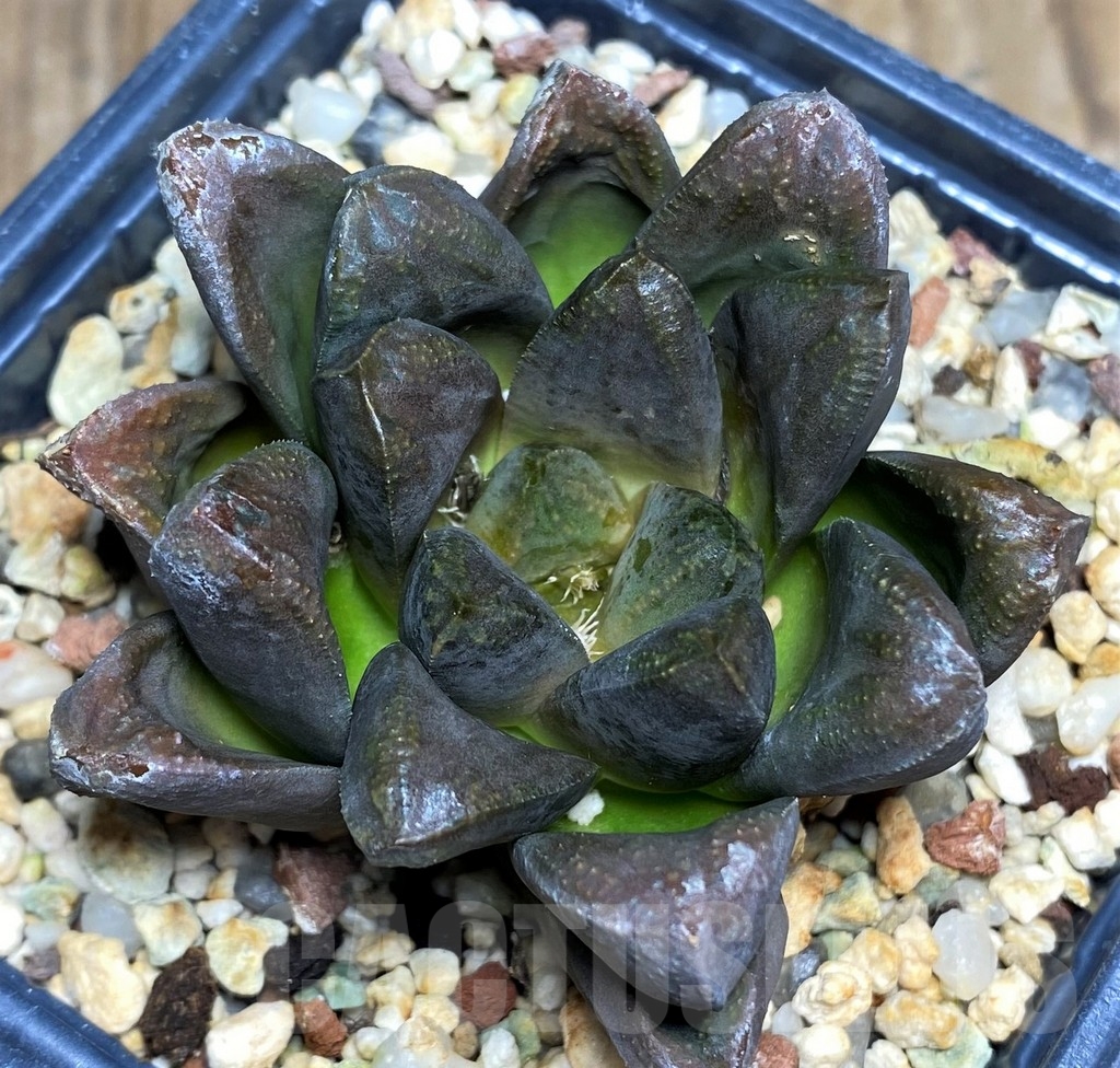 SHPR23303 Haworthia maughanii x splendens - Image 2