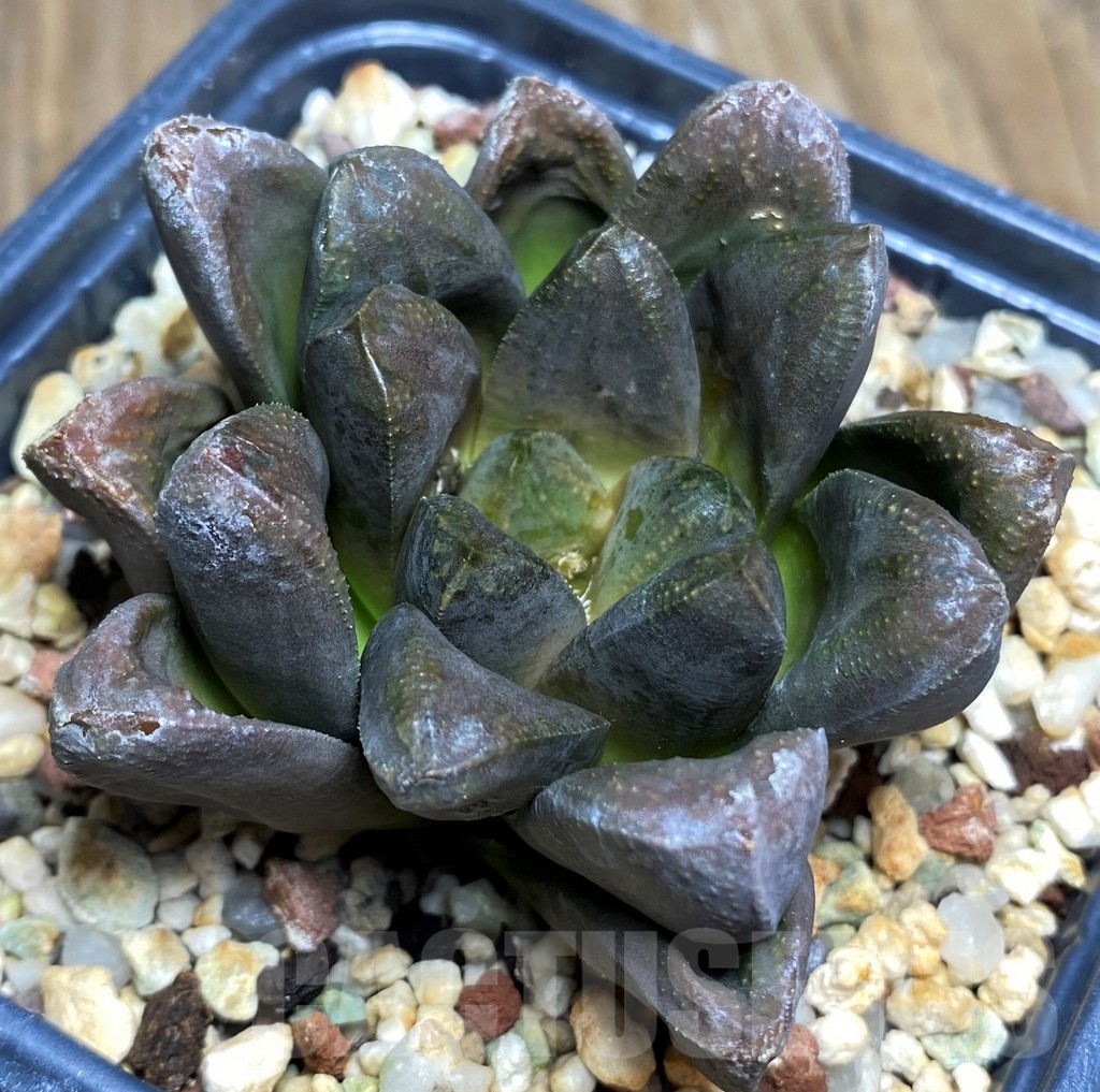 SHPR23303 Haworthia maughanii x splendens