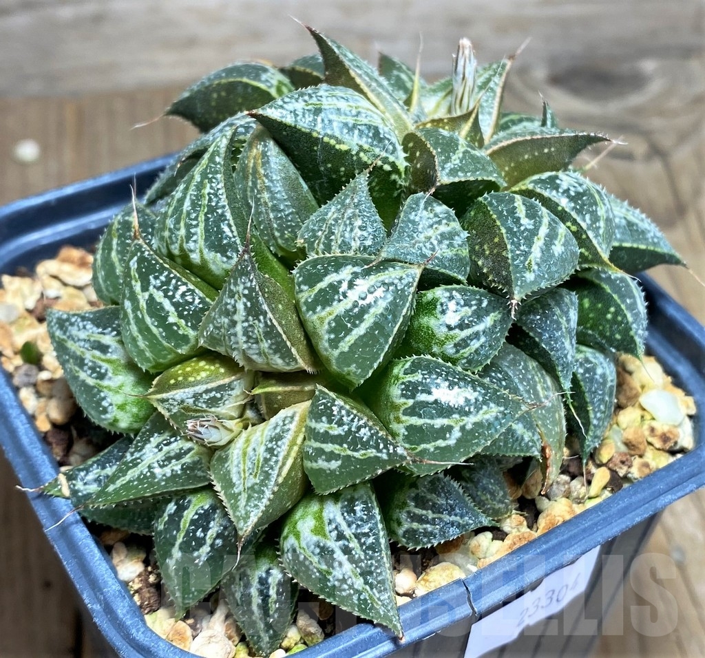SHPR23304 Haworthia 'Yuki Keshiki' - Image 2