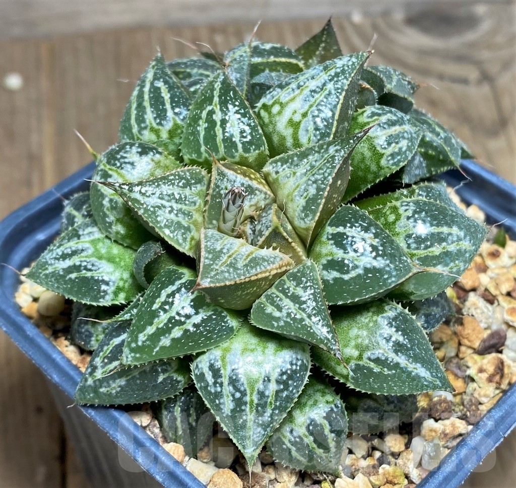 SHPR23304 Haworthia 'Yuki Keshiki'