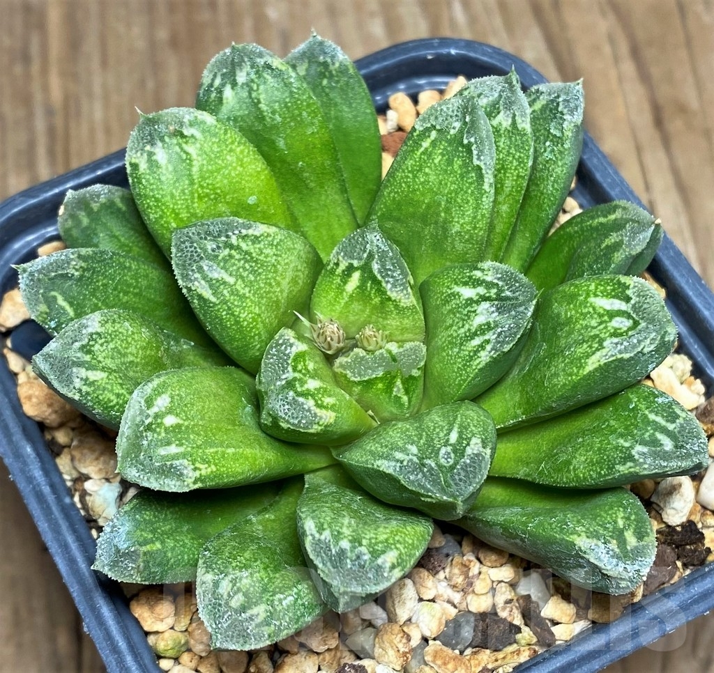 SHPR23305 Haworthia maughanii x picta