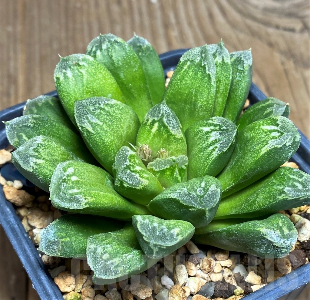 SHPR23305 Haworthia maughanii x picta - Image 2