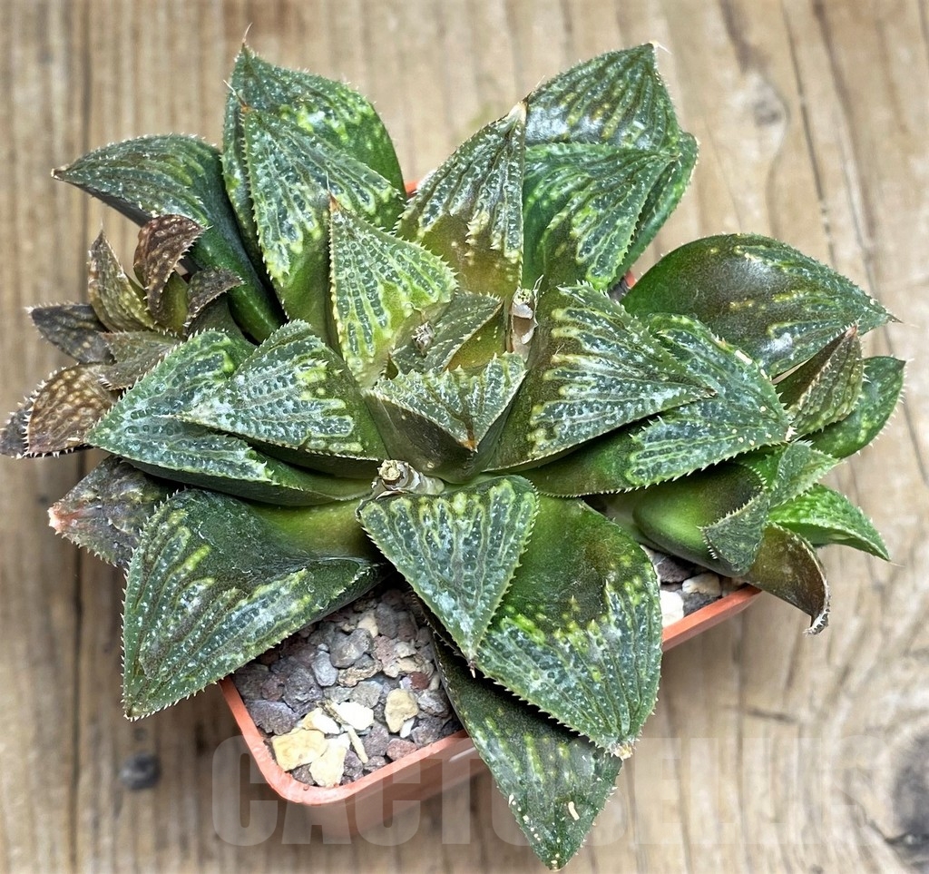 SHPR23306 Haworthia magnifica hybrid - Image 2