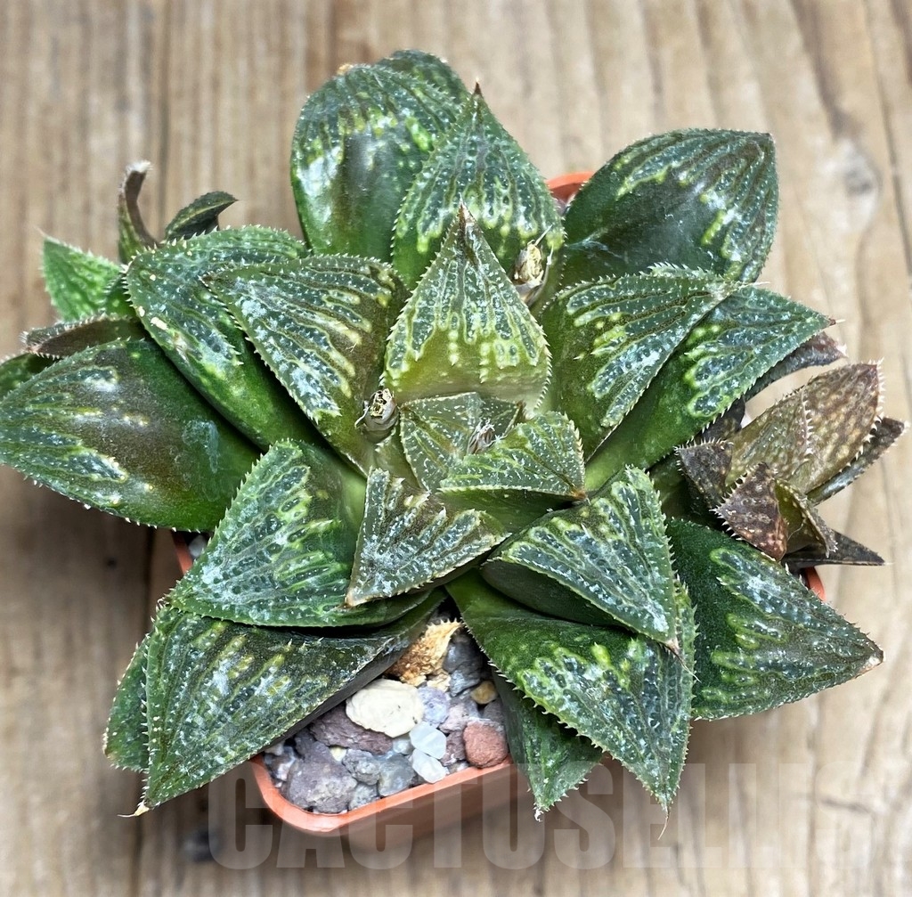 SHPR23306 Haworthia magnifica hybrid