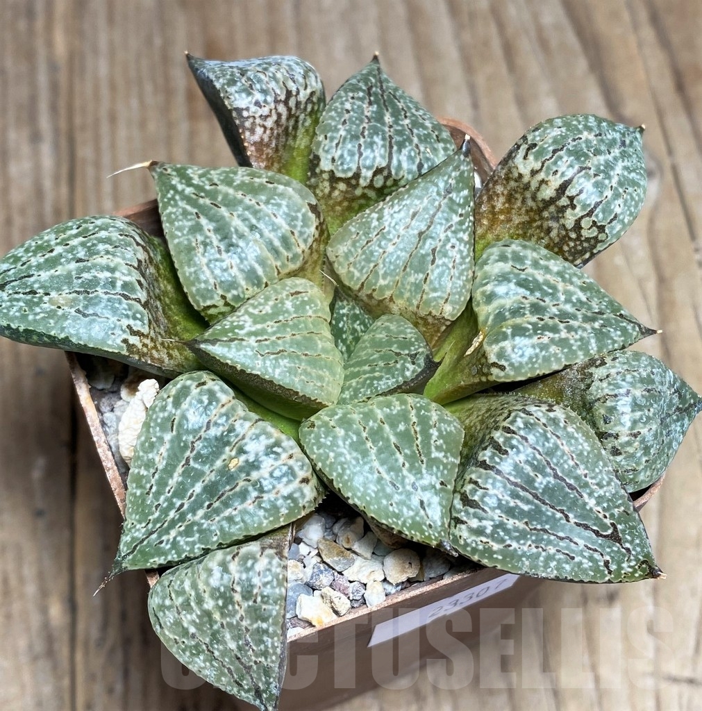 SHPR23307 Haworthia comptoniana, Select form