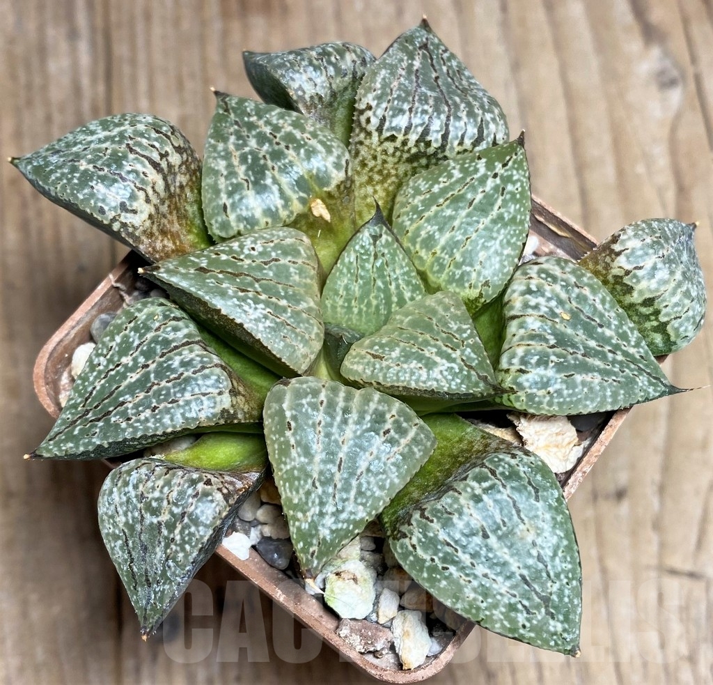 SHPR23307 Haworthia comptoniana, Select form - Image 2