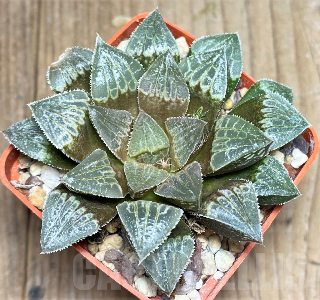 SHPR23308 Haworthia 'Sasameyuki' HWX-4 - immagine 2