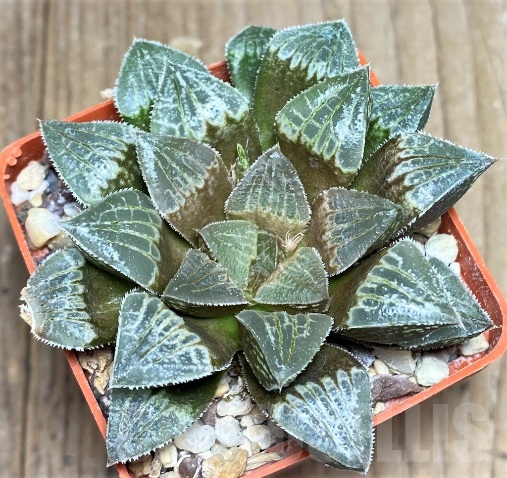 SHPR23308 Haworthia 'Sasameyuki' HWX-4