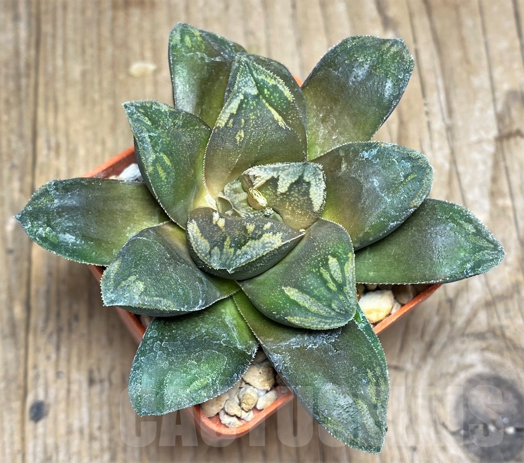 SHPR23309 Haworthia maughanii v. splendens - Image 2
