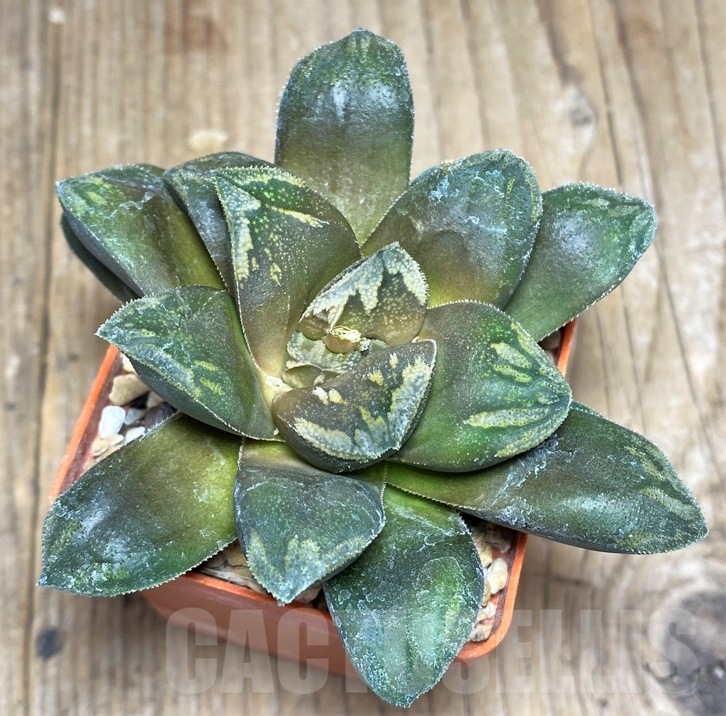 SHPR23309 Haworthia maughanii v. splendens - Image 3