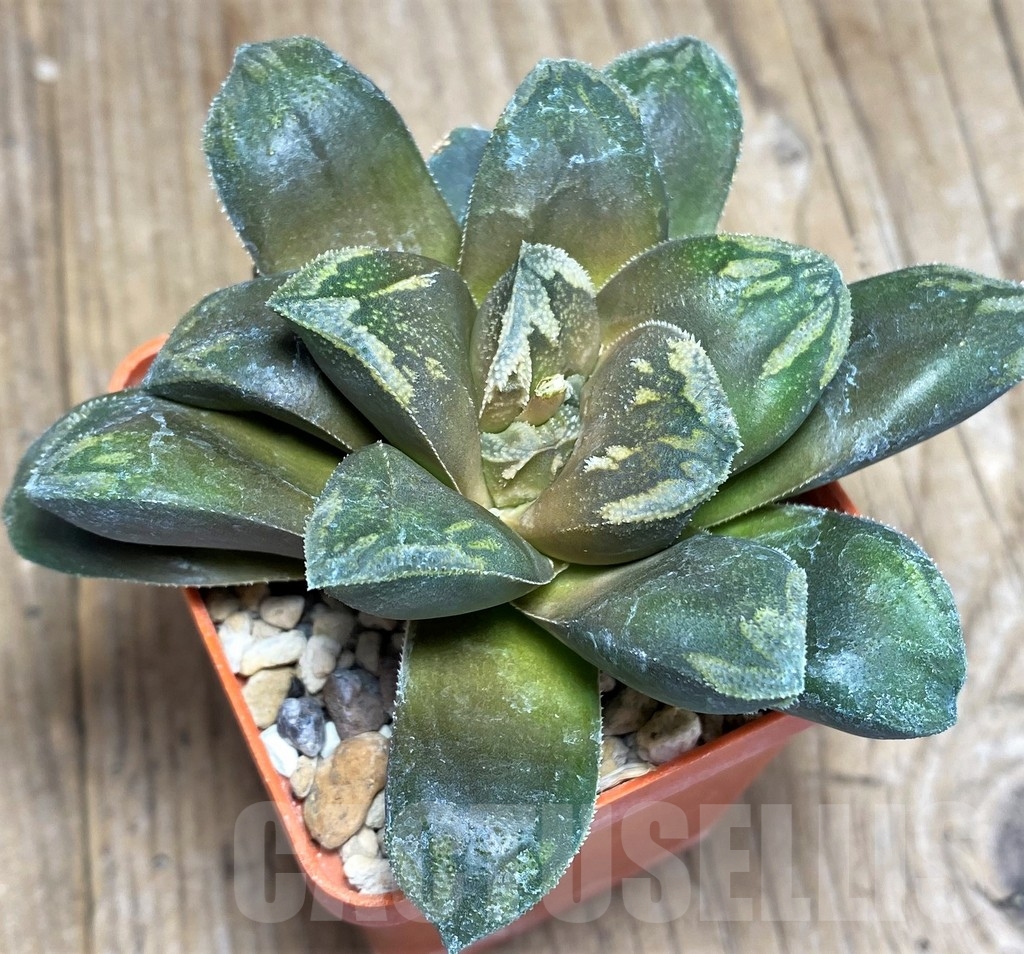 SHPR23309 Haworthia maughanii v. splendens