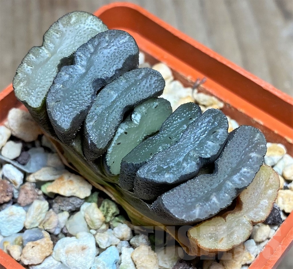 SHPR23310 Haworthia truncata