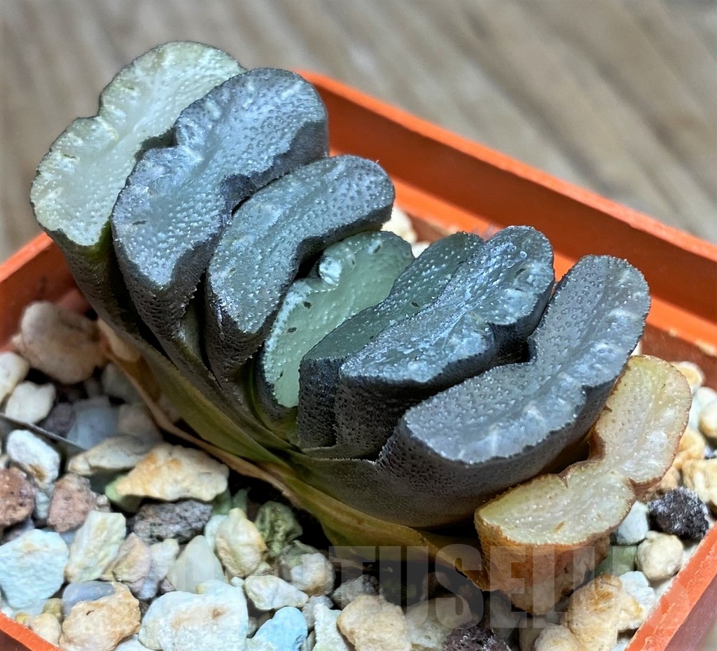 SHPR23310 Haworthia truncata - 画像 (2)