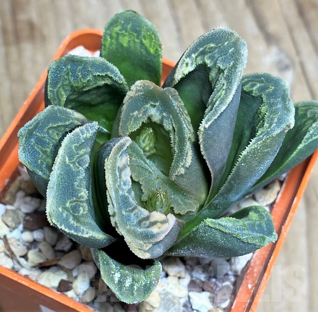 SHPR23313 Haworthia magnifica x truncata - Imagen 2